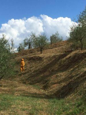 Il Casale Di Lavinia Panzió Fabro Kültér fotó